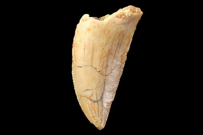 Serrated, Raptor Tooth - Real Dinosaur Tooth #89264